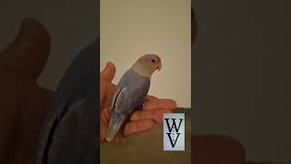 DF Violet true blue Opaline lovebird birds lovebirds aves lovebirdslovers Parrot [upl. by Akiwak351]