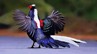 10 Most Beautiful Pheasants In The World [upl. by Meela]