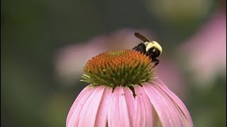 National Pollinator Week [upl. by Colwell]