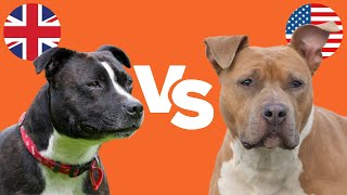 Staffy Bull Terrier vs Amstaff 6 KEY DIFFERENCES [upl. by Farley]