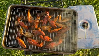 So many Yabbies fishing the Bulloo River  Smoked Crayfish [upl. by Nemra]