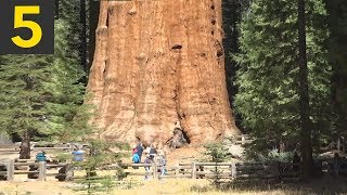 Top 5 BIGGEST Trees on Earth [upl. by Adolphus]