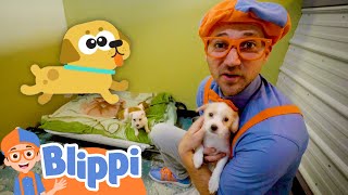 Blippi Pets Cute Animals in the Shelter  Educational Videos for Kids [upl. by Ainuj631]