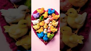 🐣Colorful baby chicks chirping part 3 heartshaped 💖 [upl. by Oppen]