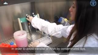 Total RNA extraction [upl. by Leund]