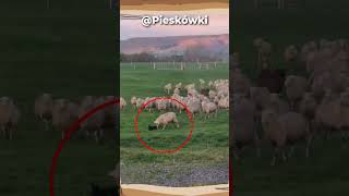 🐑Ten pies PILNUJE OWIEC🐑 shorts subscribe funny [upl. by Bridget]