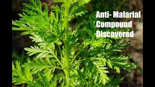 Chinese Genetically Modified Herb To Treat Malaria [upl. by Neill290]