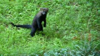 Amazing Fisher Cat In NH Yard [upl. by Otti882]