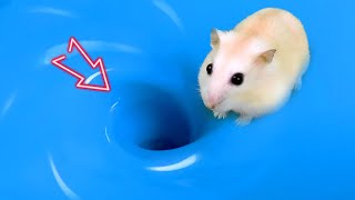 😱 Hamster Escape Maze Hamster vs Whirlpool  Hamster Cute pets Maze hamsterescape mazediytraps [upl. by Johnson]