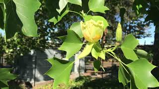 Tulip Tree Liriodendron tulipifera [upl. by Wanda]