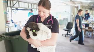 202406 24  RSPCA Visit To Cherbourg 1 [upl. by Travers]