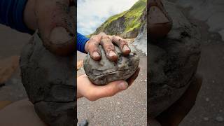 Fossil MULTIBLOCK Of Ammonites Dislodged From Shale [upl. by Atteugram]