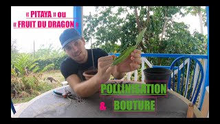 BOUTURE et POLLINISATION du pitaya [upl. by Ansev]