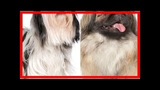 Differences between the pekingese and shih tzu [upl. by Goulder]