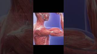 Skeletal muscles contraction3danimation humanbody anime shorts [upl. by Lenee53]