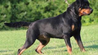 Rottweiler  Rottie  Dog breeds info facts dog training [upl. by Idnem]