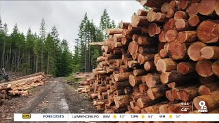 Insane lumber prices hurting homeowners [upl. by Christenson65]