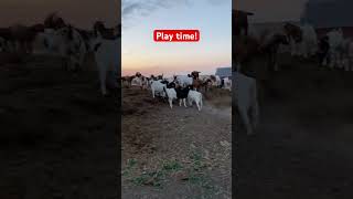 Weanlings love playing on the manure pile in the evening goats goatfarming [upl. by Monty317]