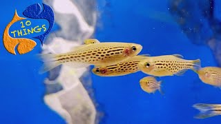 A Bulletproof Fish That Should Be In EVERY Aquarium 10 Things Danios [upl. by Adni]