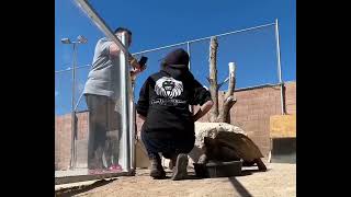 Keeper Meghan and Spike the Tortoise Playing Hide and Seek [upl. by Ettenuj]