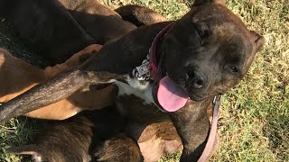 Blue nose Pit Bull puppies 4 Girls amp 1 Boy doglover dog dogs [upl. by Ahsimal290]