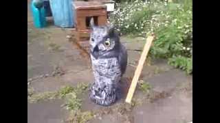 How To Scare Birds With a Plastic Owl Scarer M 2 [upl. by Htiek]