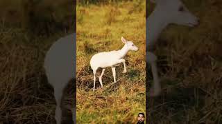 albinism fotografiadenatureza wildlifephotography albino trending trendingshorts viralshorts [upl. by Garaway]