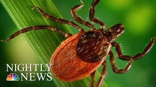 Lyme DiseaseCarrying Ticks Spreading To New Areas Scientists Warn  NBC Nightly News [upl. by Richmound]