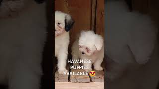 Havanese puppies available for rehoming 😍🇰🇪 music hiphop doglover havanese [upl. by Aerdnahc]