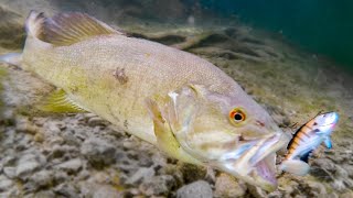 How Fish React To Different Lures Underwater Bite Footage [upl. by Suzanna745]