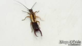 Doru taeniatum  Earwig  Tesourinha Dermaptera  Forficulidae [upl. by Wendall]