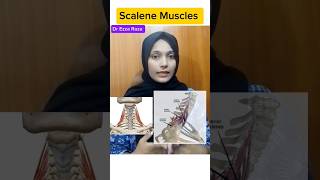 Scalene muscle ✅ part 1 anatomy and functions anatomy shorts shortvideo [upl. by Enairda]