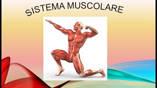 Sistema muscolare [upl. by Rochella]