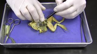 Frog Dissection [upl. by Ecined]