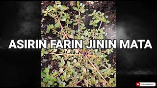 ASIRIN FARIN JININ MATA MUJARRABI [upl. by Rhiana]