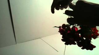 Faire sécher un bouquet  Conserver des plantes [upl. by Nnyladnarb]