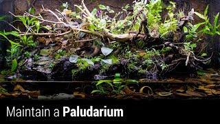 How to Maintain an Awesome Paludarium [upl. by Ailaro]