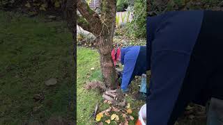 trimming around the Mullbery tree oddlysatisfying timeslapse shorts gardening g [upl. by Kenzie955]