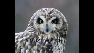 THE SHORT EARED OWL  MUST WATCH STUNNING FOOTAGE [upl. by Enisaj]