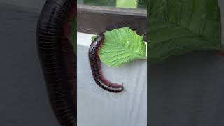 Giant millipede on the leaves millipede [upl. by Lyndell872]