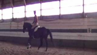 Retraining The Pacer  Standardbred training [upl. by Vaish]