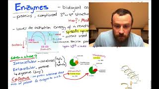 Enzymes Mindmap OCR A Level Biology 24 [upl. by Liarret472]