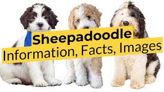 Sheepadoodle Information Facts and Images 📃🔴 2023 🔴 [upl. by Llewkcor]