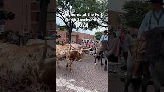 Fort Worth Stockyardstexas longhorns fortworth [upl. by Maure508]