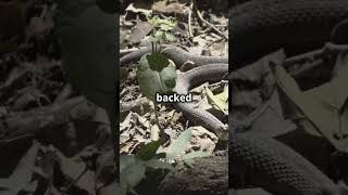 FacetoFace with the Deadly BlueBellied Snake [upl. by Solley448]