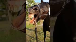 Donkey 🫏 amp Horse 🐴 voice shortsfeed funnyanimal trendingshorts viralvideo shortsfeed original [upl. by Daus507]