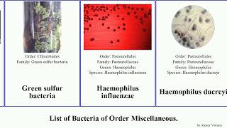 List of Bacteria of Order Miscellaneous borrelia helicobacter vibrio streptomyces phytoplasma [upl. by Eillil129]