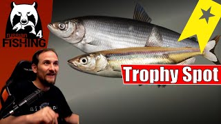 Russian Fishing 4  Ladogasee  Trophy Spot Stint Ripus Maräre und Co [upl. by Mikeb]