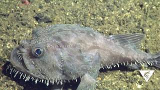 Pacific goosefish [upl. by Kathlene459]