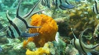 Incredible footage of Frogfish eating Also in slow motion Lembeh Strait Indonesia [upl. by Eamaj618]